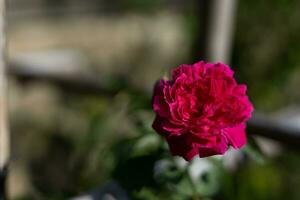 vielschichtig Rosa farbig Rose foto