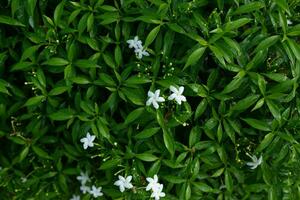 Grün Blatt Natur Hintergrund zum Text foto