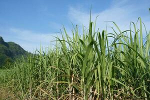 Zucker Stock Felder können Sein benutzt wie Essen und Kraftstoff. foto