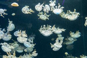 Vielfalt von Qualle im Aquarium Panzer. foto