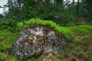 Granit Felsbrocken im das Wald Dickicht bedeckt mit Moos und Gebüsch von Wald Grün. das Stein sieht aus mögen ein Drachen im ein Deckel. foto