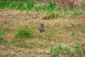 selektiv Fokus. entdeckt Nussknacker im das Taiga von das Western Sayans. das eurasisch Nussknacker, oder einfach Nussknacker, ist ein Passerine Vogel von das vranov Familie. foto