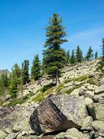 Zeder Baum wächst auf Felsen. ein enorm Granit Felsbrocken im das Vordergrund. beeindruckend sibirisch Natur von das Western Sayans. Vertikale Sicht. foto