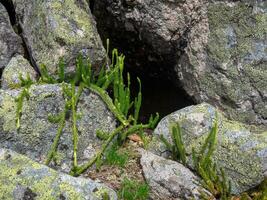 Lycopodium clavatum wachsend im das Grün Frühling Wald im regnerisch Westen Sayans, botanisch natürlich Hintergrund. Gras wächst in der Nähe von Stein Höhle. foto