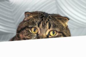 Porträt von ein schüchtern Hängeohren Katze, Hälfte von das Schnauze späht aus von hinter ein Weiß Schrank. Nahaufnahme, Kopieren Raum. foto