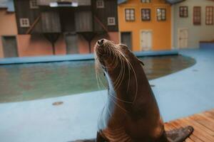 Meer Löwe Meer Tier im das Zoo foto