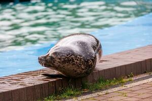 l Siegel Meer Tier im das Zoo foto