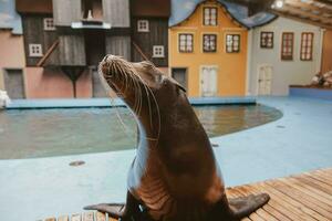 Meer Löwe Meer Tier im das Zoo foto