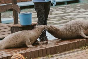 l Siegel Meer Tier im das Zoo foto