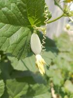 ein strahlend Gelb Blume blüht inmitten üppig Grün Laub foto