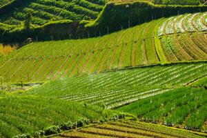 Reis Felder im das Berge mit ein Terasieren System foto