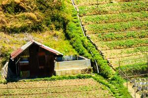 Reis Felder im das Berge mit ein Terasieren System foto