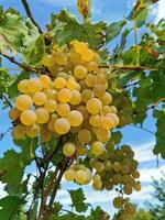 Bündel von Weiß reif Trauben schließen hoch. Gartenarbeit, Ernte, Weinberg, Wein machen Konzept. foto