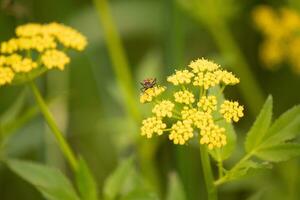 diese falsch Wolfsmilch Fehler war gesehen Hier auf ein golden Alexander Wildblume wann ich dauerte das Bild. er fast scheint zu Sein posieren. diese ist ein Art von Samen Insekt. ich Liebe das rot und schwarz von diese Insekten Körper. foto