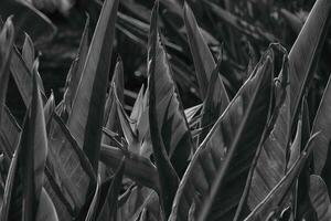 Original königlich Strelitzia Blume wachsend im natürlich Lebensraum im das ogora im Nahansicht foto