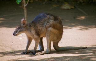 Wallaby Tiersichtungen aus Asien im Garten foto