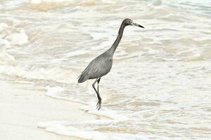 ein Vogel Gehen auf das Strand in der Nähe von das Wasser foto