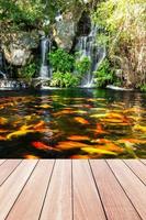 Koi-Fische im Teich im Garten mit Wasserfall und Holzsteg