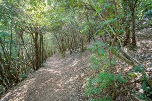 ein Pfad durch das Wald mit Bäume und Gebüsch foto