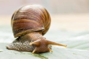 Schnecke kriecht auf grünen Bananenblättern foto