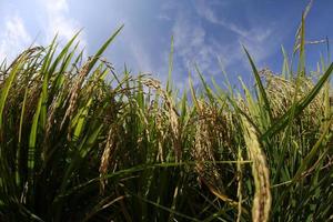 Reisanbau Landwirtschaft und Reisfeld