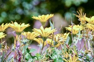 gelbe Blumen im Garten foto