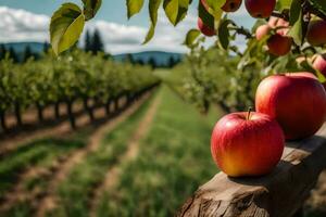 Äpfel auf ein Baum Ast im ein Apfel Obstgarten. KI-generiert foto