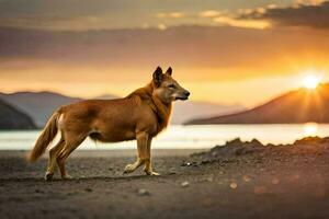 ein Hund ist Stehen auf das Strand beim Sonnenuntergang. KI-generiert foto