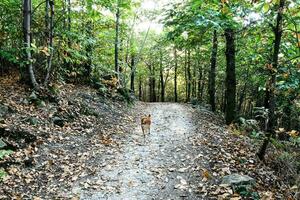 ein Hund im das Wald foto