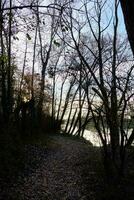 ein Pfad durch das Wald mit Bäume und Blätter foto