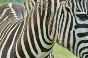 Hintergrund mit Zebras foto