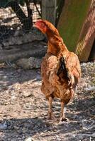 Hähnchen auf das Bauernhof foto