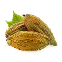 Kakaosorten ics 40 Kakaofrucht isoliert auf weißem Hintergrund foto