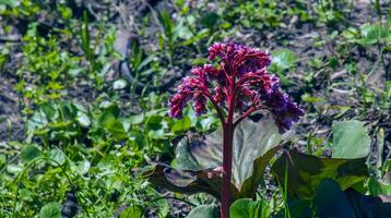 hell und auffällig Bergenia Crassifolia kegelförmig Blumen schließen oben mit Grün Blätter auf Hintergrund. foto