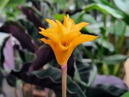 Calathea Blume. Zimmerpflanze Blume. Gelb Blume Calathea Crocata foto