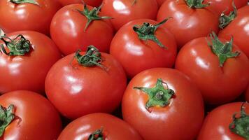 rot Tomaten. Ernte von reif Tomaten. Tomate Zähler foto