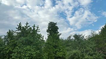 laubabwerfend Bäume gegen das Blau Himmel. Landschaft mit Bäume foto