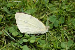 Pieris Brassicae weißer Schmetterling foto