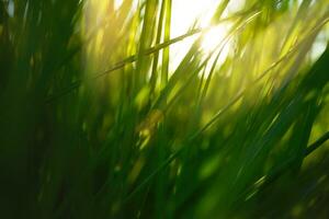 Kunst Grün Gras im ein Wiese beim Sonnenuntergang. Makro Bild, flach Tiefe von Feld. abstrakt Sommer- Natur Textur Hintergrund foto