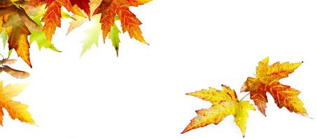 Herbst Banner Hintergrund mit bunt Herbst Ahorn Blätter foto