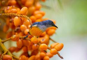 ein orangefarbener Rücken Sunbird sitzen auf ein Ast Copsychus malabaricus foto