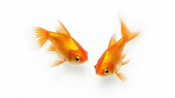 Goldfisch isoliert auf solide Weiß ai generativ foto