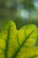 Eiche Baum Blätter und Eichel im das Hintergrund. foto