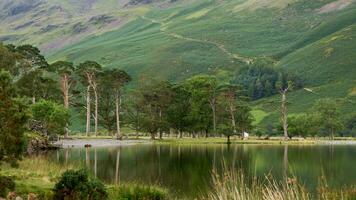 Aussicht von das buttermere Kiefer Bäume im das See Kreis foto