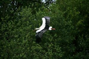 ein Aussicht von ein Weiß Storch foto