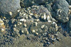 Auster --magallana gigas-- Schale und Eichel Seepocken - semibalanus balanoides-- auf ein Stein beim Ufer während niedrig Flut, Norden Meer, Norden Friesland, Wattenmeer National Park, Deutschland foto