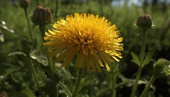 ein beschwingt Wiese von Gelb Löwenzahn, ein Sommer- Blumen- Schönheit generiert durch ai foto