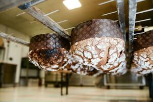 Gebäck Bäcker Handwerker Backen klein Gruppe von Italienisch Panettone Süss Brot typisch zum Weihnachten Zeit foto