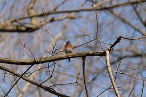 süß wenig Drossel saß thront auf diese Baum Ast zu aussehen um zum Lebensmittel. seine rostig Orange Bauch mit ein Weiß Patch steht aus von das Blau auf seine Kopf. diese wenig Vogel fühlt sich sicher oben Hier. foto