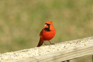 diese schön rot Kardinal kam aus zu das braun hölzern Geländer von das Deck zum Lebensmittel. seine wenig Mohawk geschoben Nieder mit seine schwarz Maske. diese wenig Vogel ist umgeben durch Vogelfutter. foto